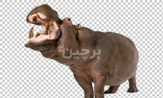 عکس حیوان اسب آبی