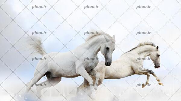 عکس حیوان اسب آبی