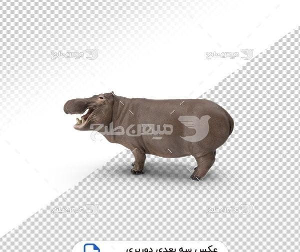 عکس حیوان اسب آبی