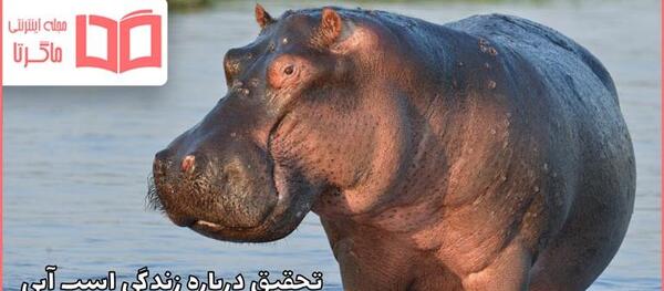عکس حیوان اسب آبی