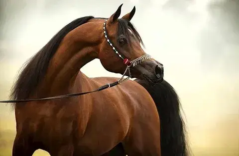 عکس اسب قهوه ای پیشانی سفید