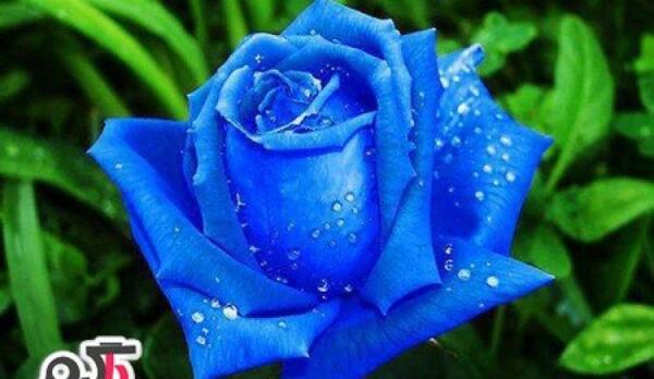 عکس نوشته گل رز آبی برای پروفایل