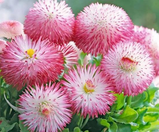 عکس گلهای بهاری قشنگ
