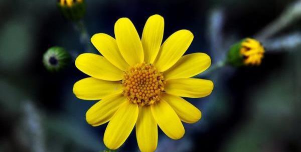 عکس گلهای بهاری قشنگ