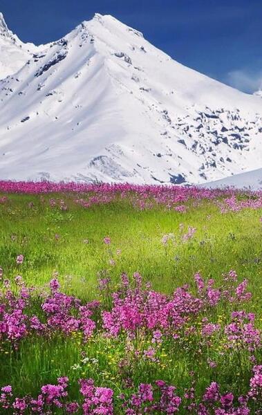 عکس پشت زمینه گوشی بهاری