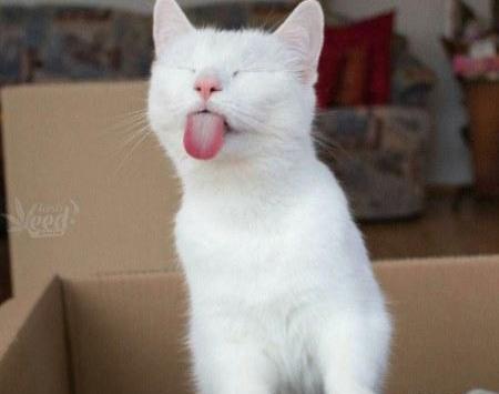 عکس برای پروفایل گروه دوستانه خنده دار