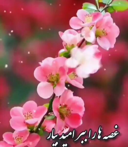 عکس از آمدن بهار
