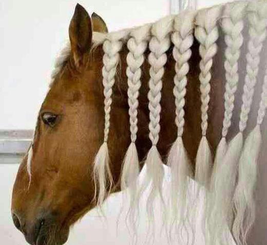عکس خوشگل ترین اسب جهان