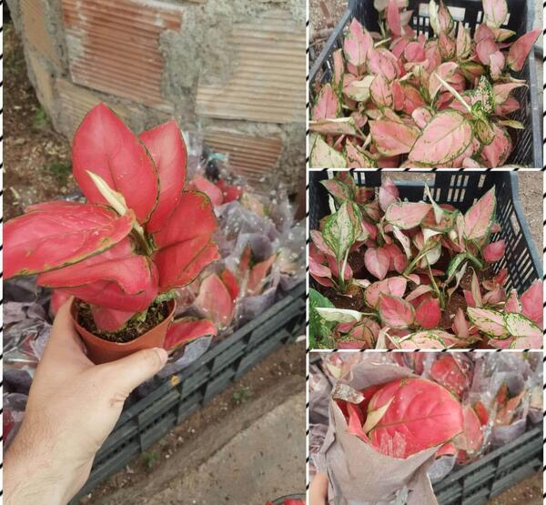 عکس گل اگلونما صورتی