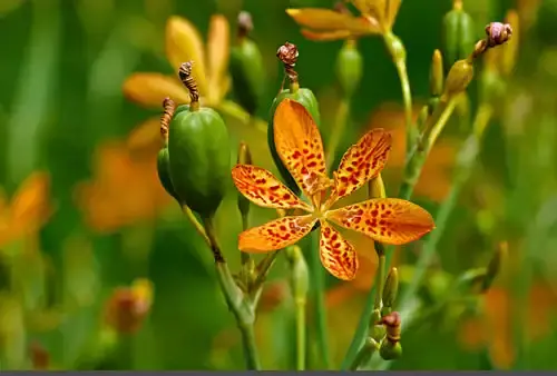 عکس گل سوسن پلنگی