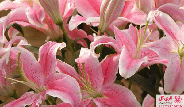 عکس گل سوسن پلنگی