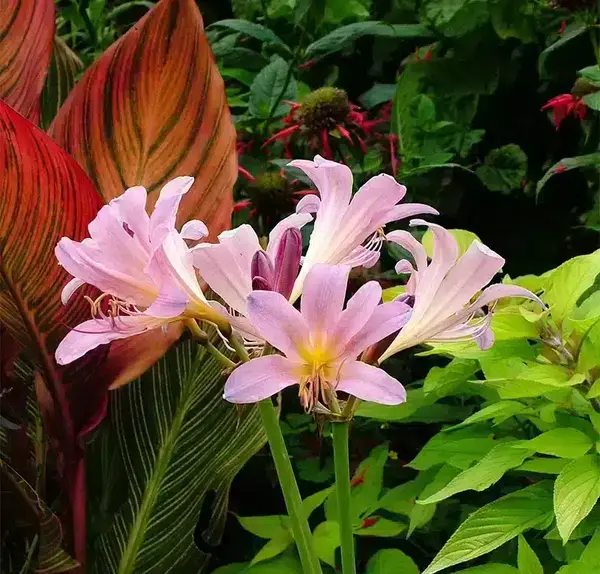 عکس گل سوسن پلنگی