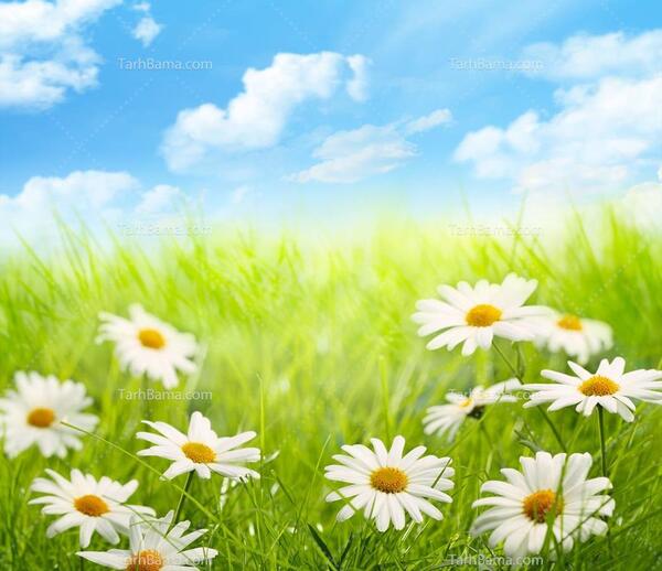 عکس گل بابونه برای تصویر زمینه