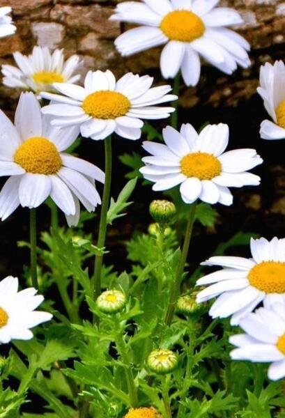 عکس گل بابونه برای تصویر زمینه