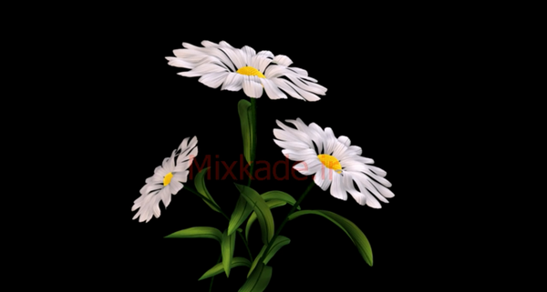 عکس گل بابونه برای تصویر زمینه