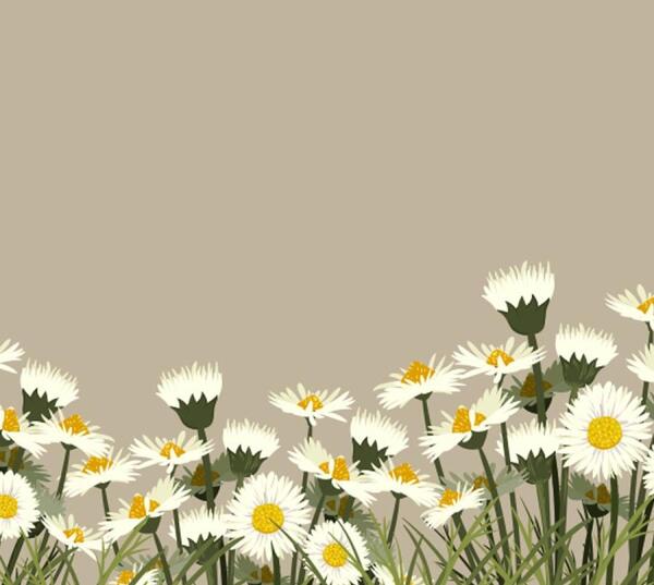 عکس گل بابونه برای تصویر زمینه