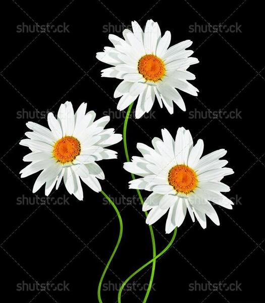 عکس گل بابونه برای تصویر زمینه
