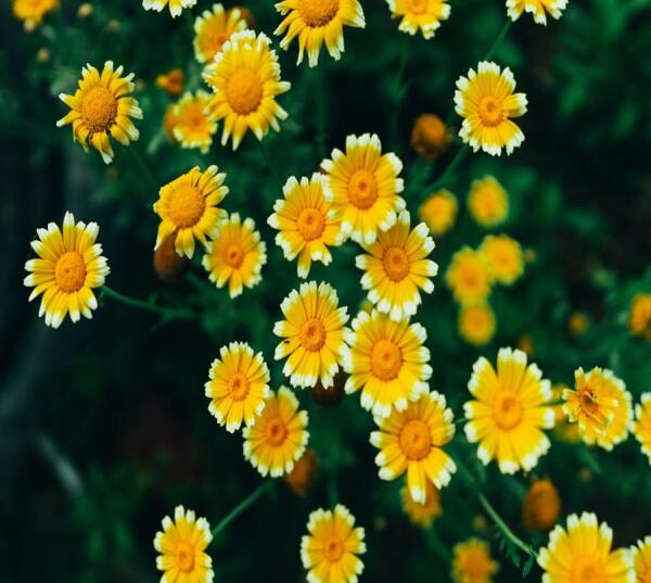 عکس گل بابونه برای تصویر زمینه
