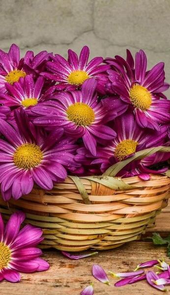 عکس گل بابونه برای تصویر زمینه