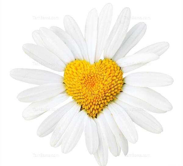 عکس گل بابونه برای تصویر زمینه