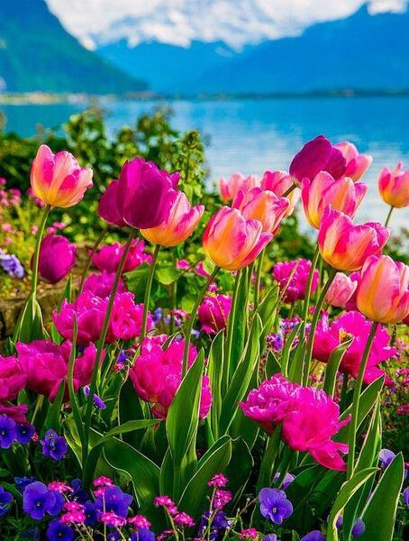 عکس گل خوشگل پروفایل
