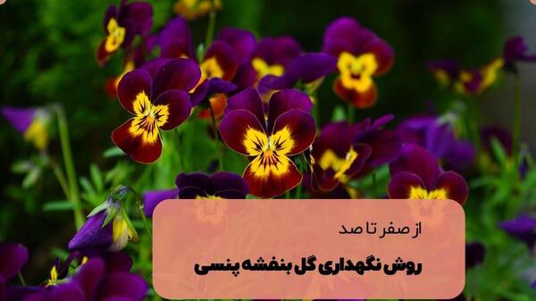 عکس گل بنفشه صورتی