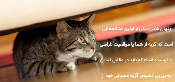 عکس بچه گربه عصبانی
