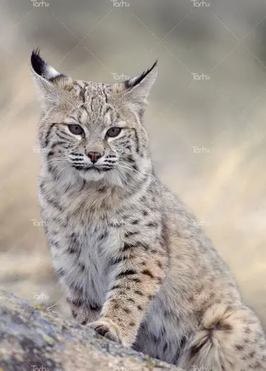 عکس بچه گربه عصبانی