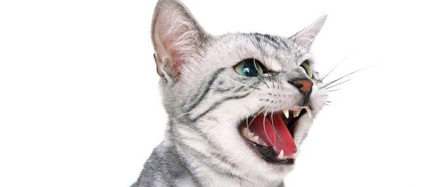 عکس بچه گربه عصبانی