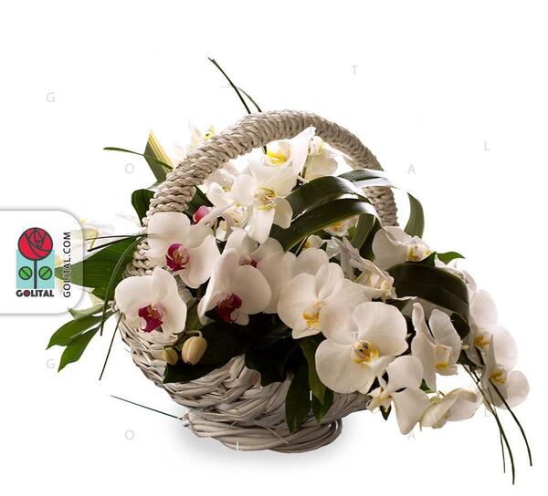 عکس گل آهو
