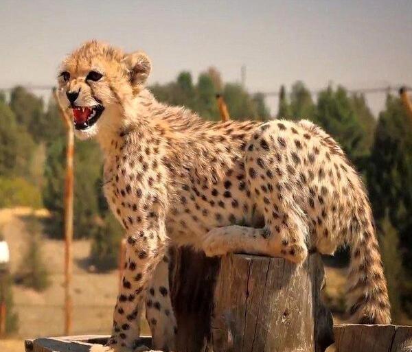 عکس ایران مادر پیروز