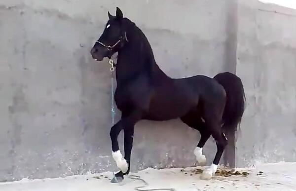 عکس اسب سیاه نر