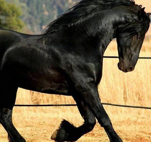 عکس اسب سیاه نر