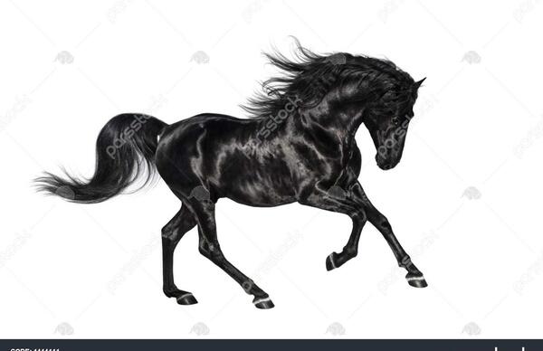 عکس اسب سیاه نر