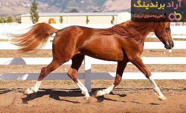 عکس اسب سیاه نر