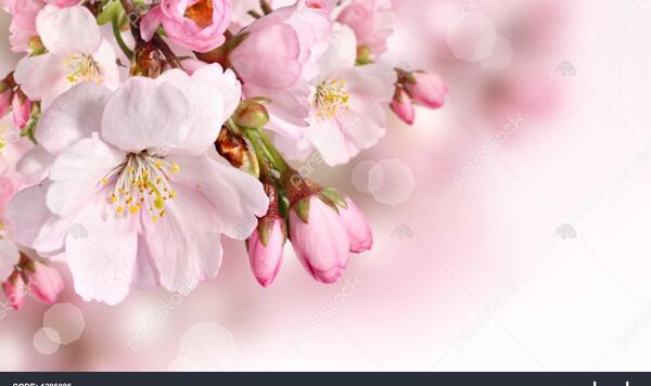 عکس شکوفه بهاری برای پس زمینه
