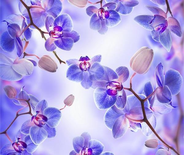 عکس شکوفه بهاری برای پس زمینه