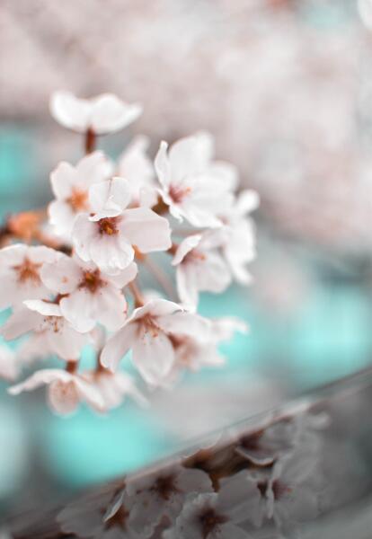 عکس شکوفه بهاری برای پس زمینه