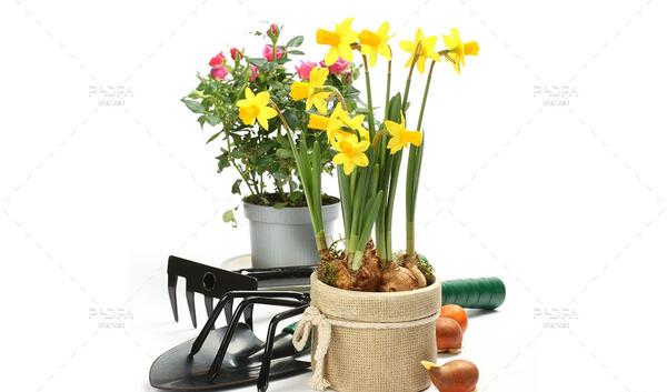 عکس گلهای بهاری با کیفیت بالا