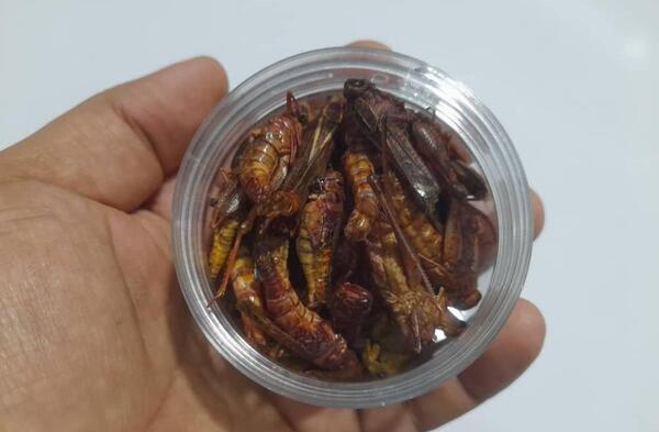 عکس بچه سوسک بالدار