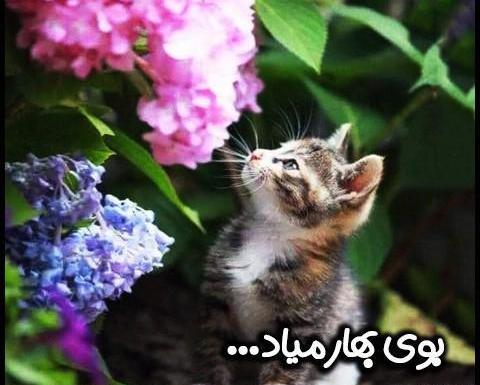 عکس بهاری با کیفیت hd