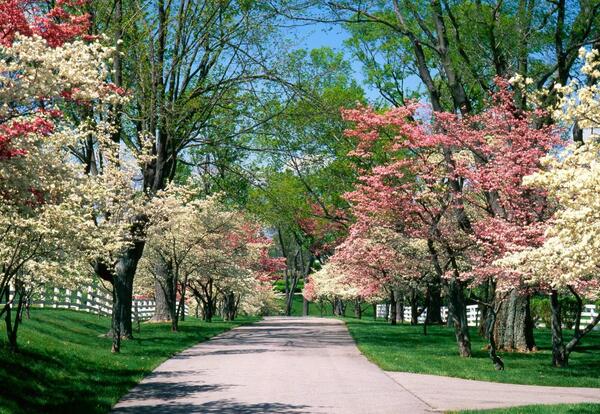 عکس بهاری با کیفیت hd