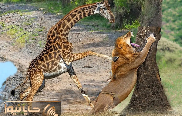 عکس بچه زرافه ناز