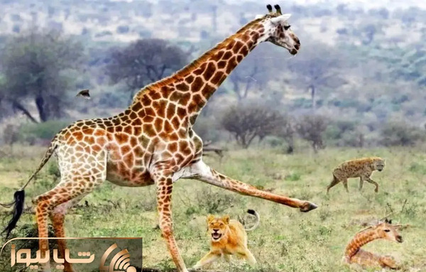 عکس بچه زرافه ناز