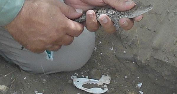 عکس بچه تمساح واقعی