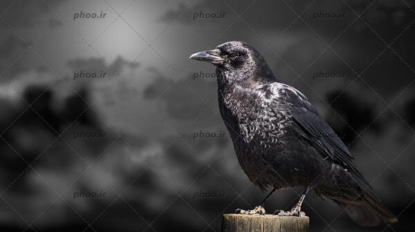 عکس کلاغ سیاه برای تصویر زمینه