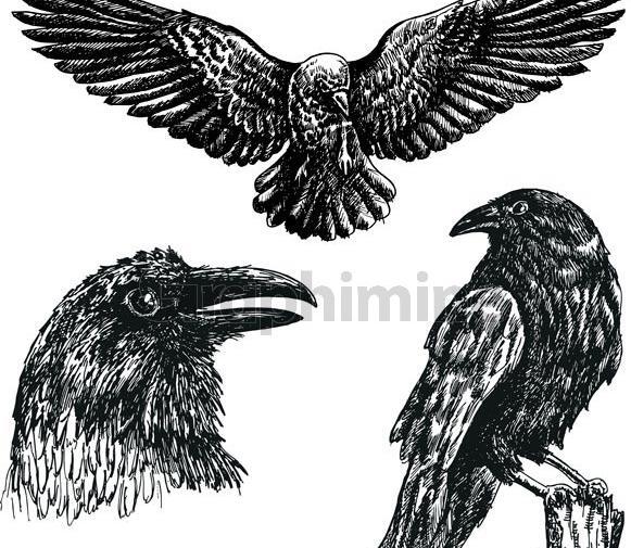 عکس کلاغ سیاه برای تصویر زمینه