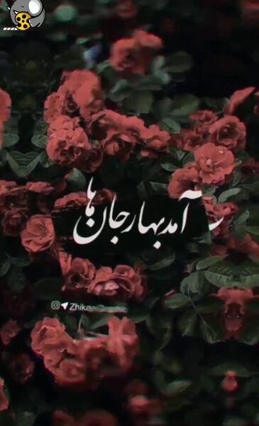 عکس آمد بهار جان ها