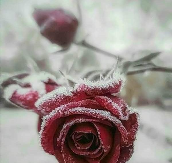 عکس گل لاکچری برای پروفایل