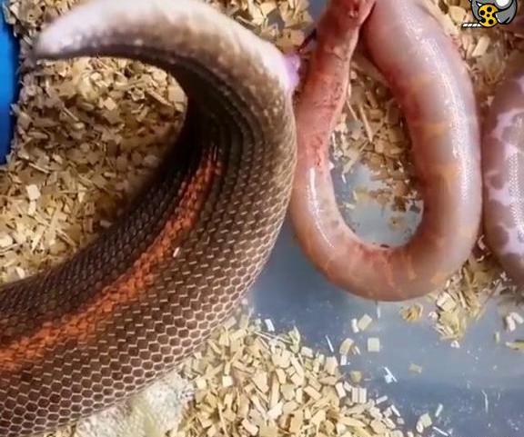 عکس بچه مار افعی